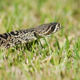 An eastern diamondback rattlesnake crawling over some freshly cut grass in southern Florida.