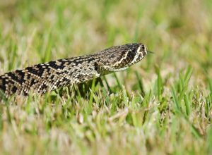 An eastern diamondback rattlesnake crawling over some freshly cut grass in southern Florida.