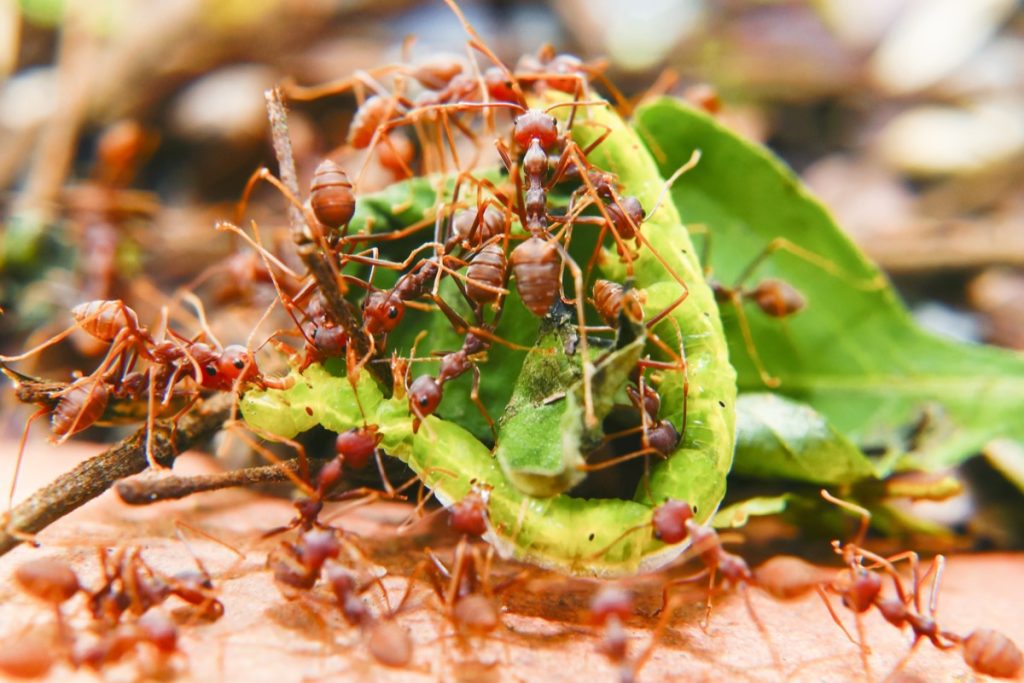 fire ants on a leaf