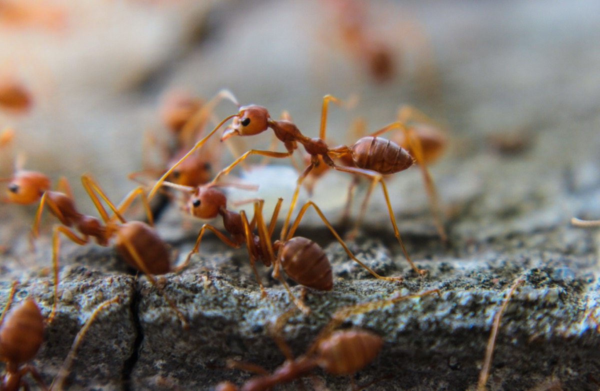 fire ants on piece of wood
