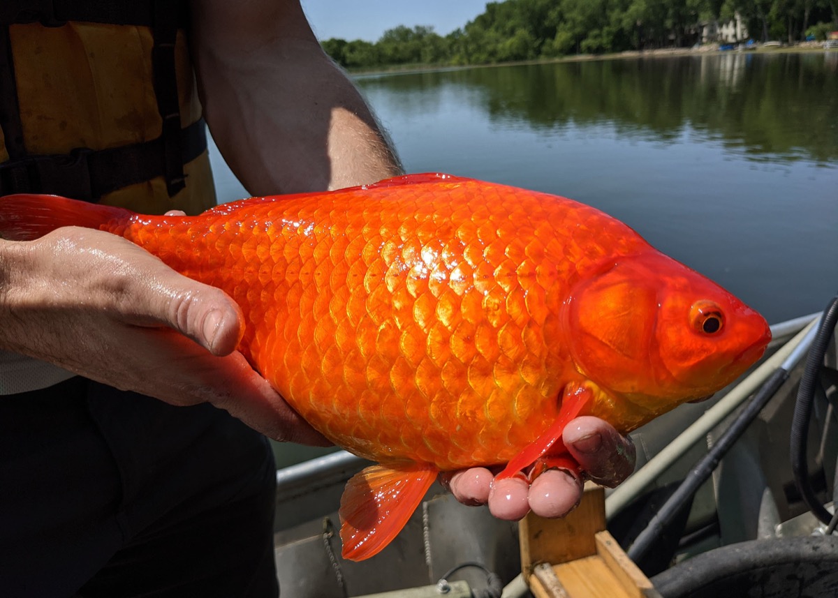 giant goldfish in the u.s.