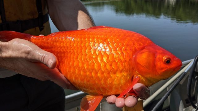 giant goldfish in the u.s.