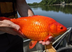 giant goldfish in the u.s.
