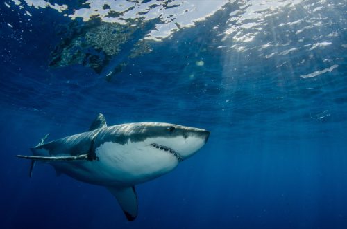 A large great white shark (Carcharodon carcharias) swims near the surface off the coast of Mexico.