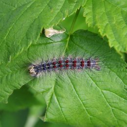 Gypsy moth (Lymantria dispar) on a raspberry leaf closeup