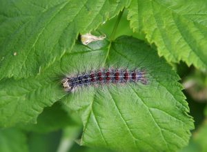 Gypsy moth (Lymantria dispar) on a raspberry leaf closeup