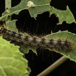If You Live Here, Watch Out for This Caterpillar
