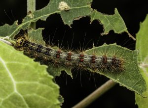 If You Live Here, Watch Out for This Caterpillar
