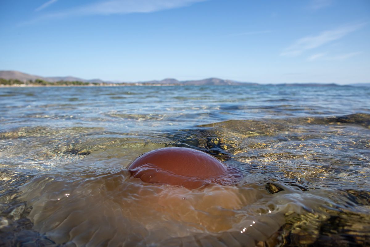 Close encounters with jellyfish in LI waters - Newsday