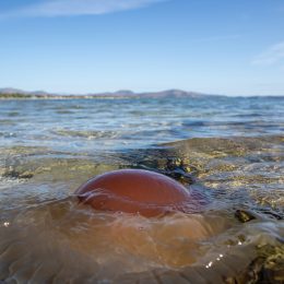 Sea nettle jellyfish floats next to the beach, the center of body resembles egg yolk. Blur sea, blue sky background.