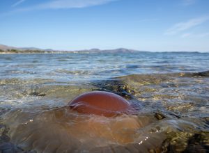 Sea nettle jellyfish floats next to the beach, the center of body resembles egg yolk. Blur sea, blue sky background.