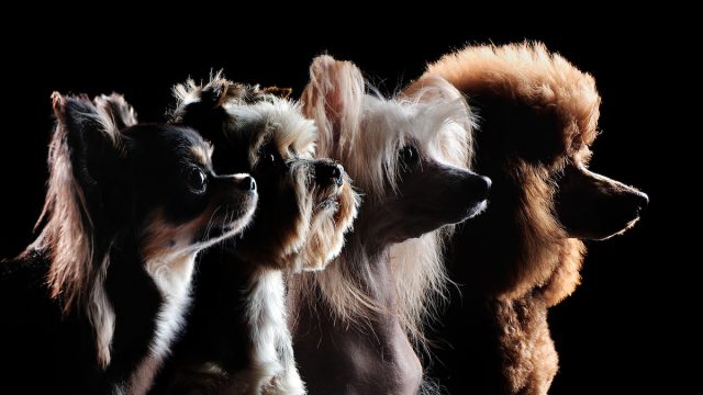 Silhouette of small dog breeds