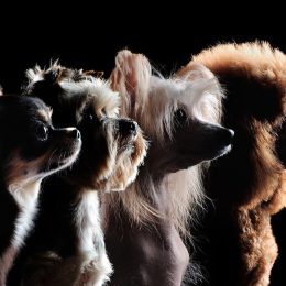 Silhouette of small dog breeds