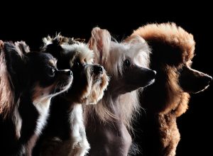 Silhouette of small dog breeds