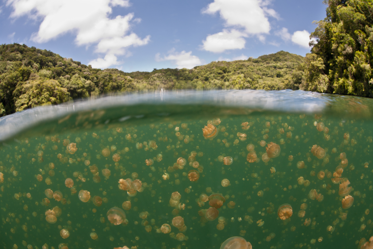 Millions of jellyfish pulse near the surface of the water