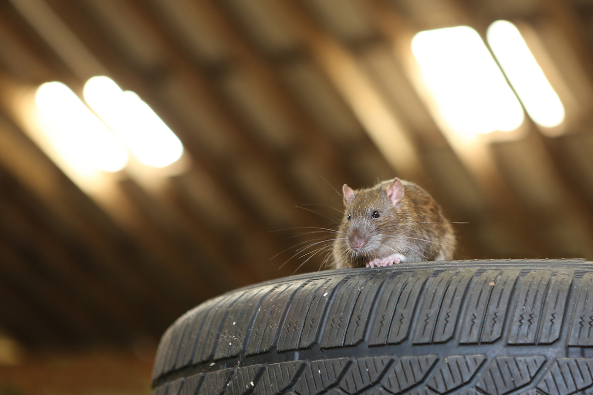 If You Have This Popular Car, Beware of Rats, Owners Say | Best Life