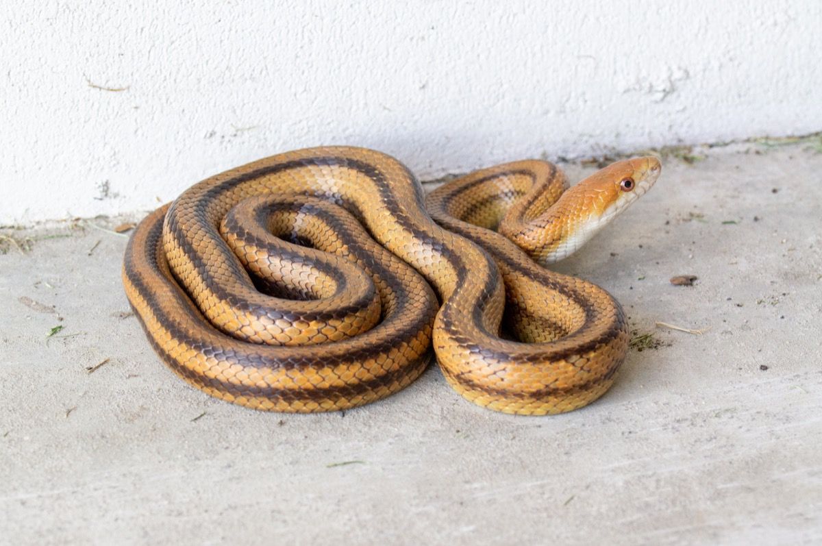 rat snake in a garage