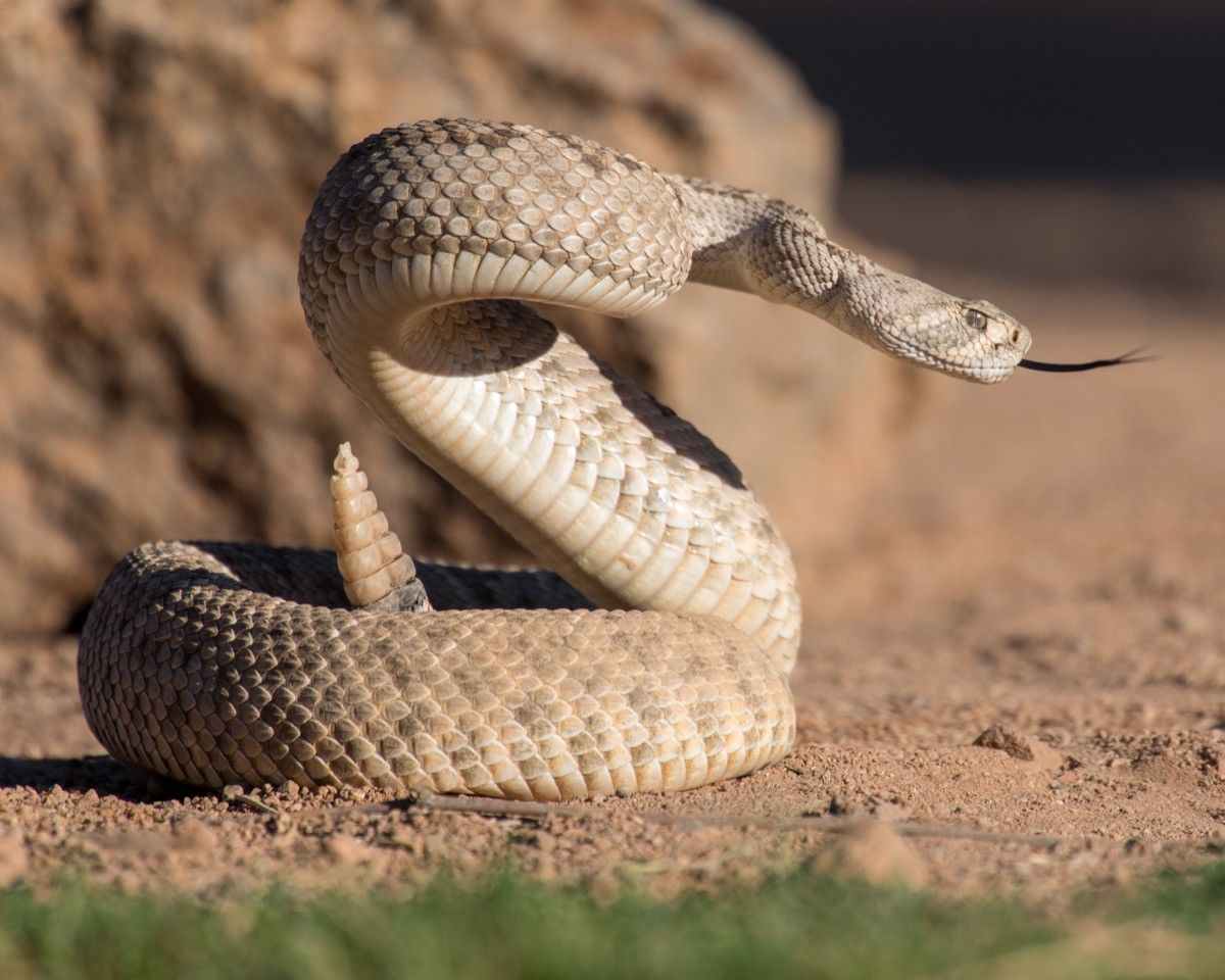 Watch Out for the Eastern Diamondback Rattlesnake in These StatesBest Life