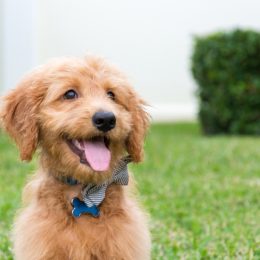 goldendoodle puppy on a front lawn