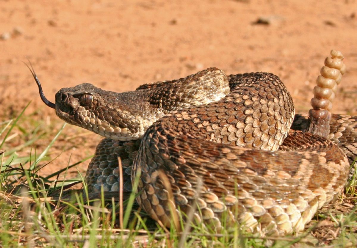 diamondback rattlesnake