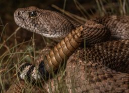 close up of rattlesnake