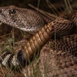 close up of rattlesnake