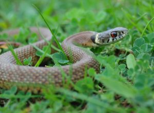 snake in grass