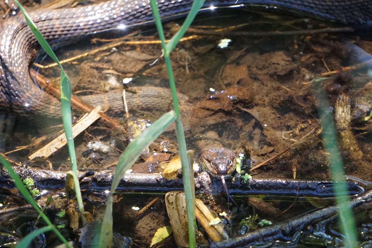 snake with its tongue out in marshy water and grass