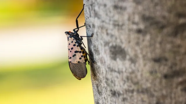 Closeup of spotted lanternfly infestation. Taken in Philadelphia, Pennsylvannia, October 2019