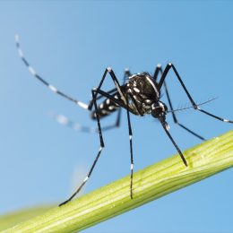 Asian Tiger Mosquito (Aedes albopictus)