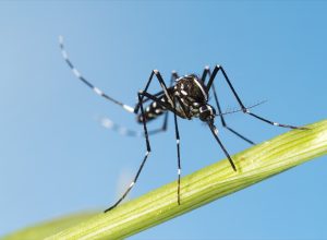 Asian Tiger Mosquito (Aedes albopictus)