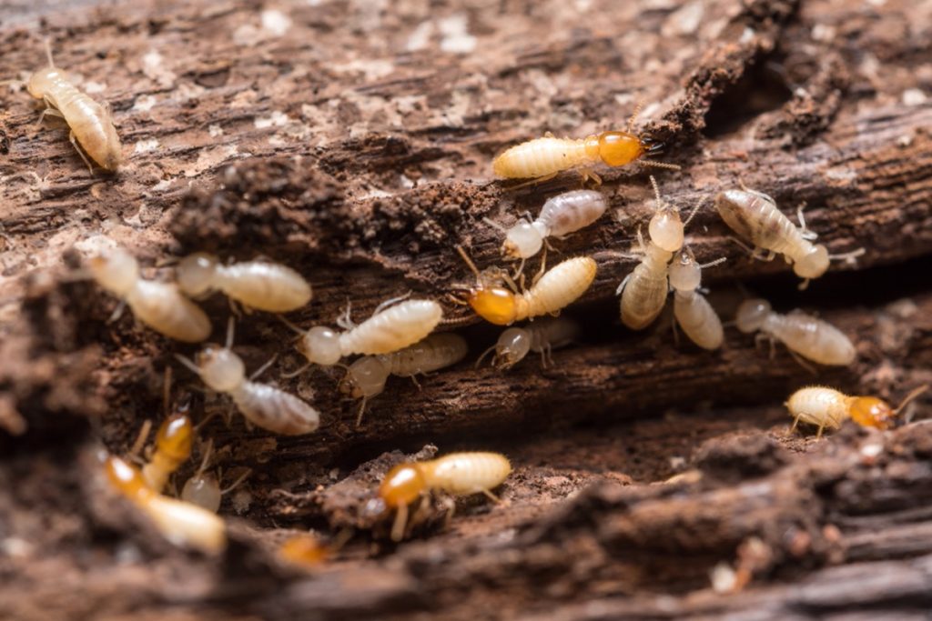 termites eating a piece of wood