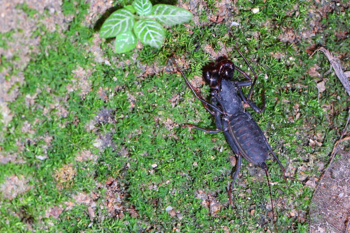 If You Live Here, Watch Out for AcidSpraying Vinegaroons — Best Life