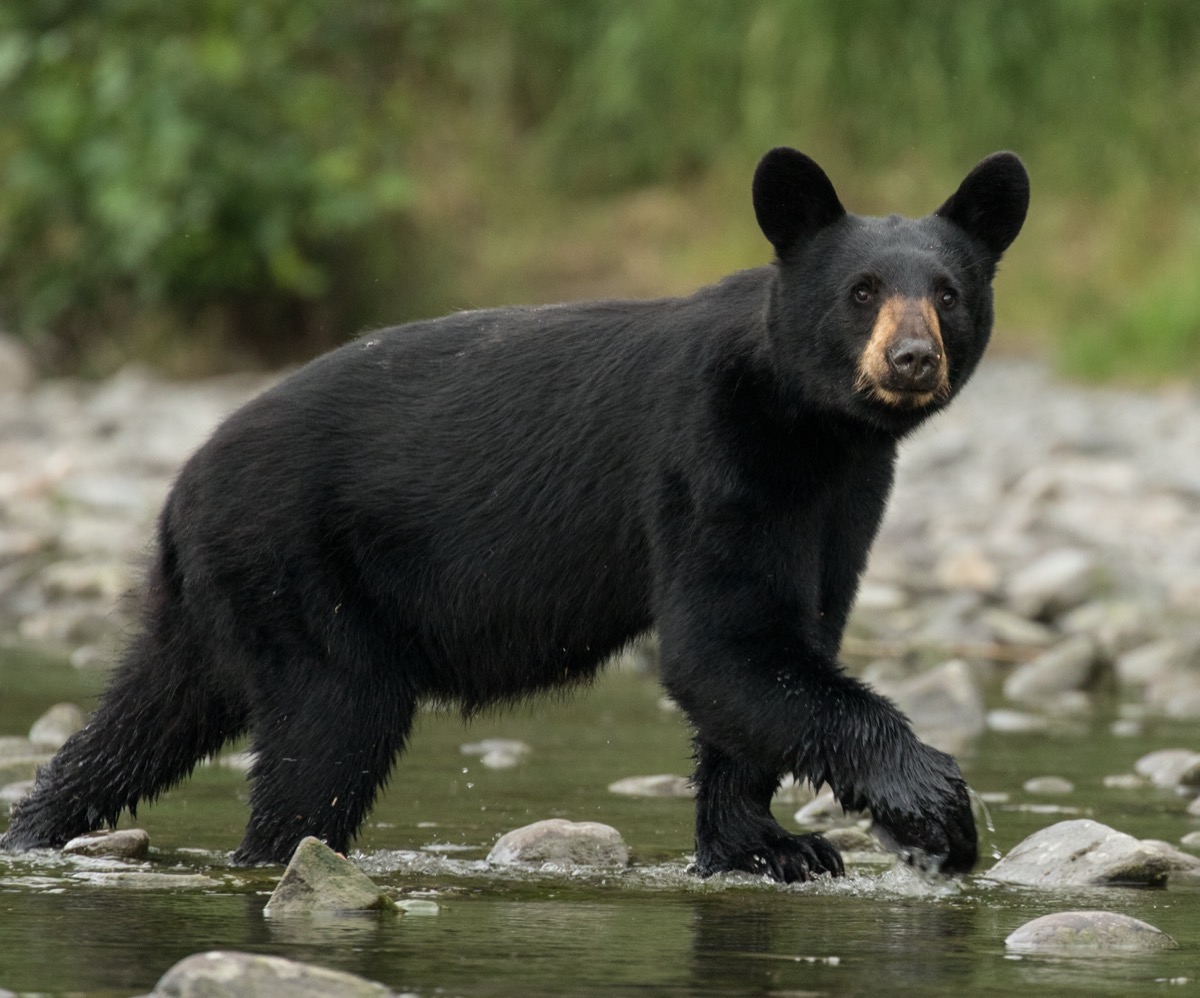 Black bear in stream