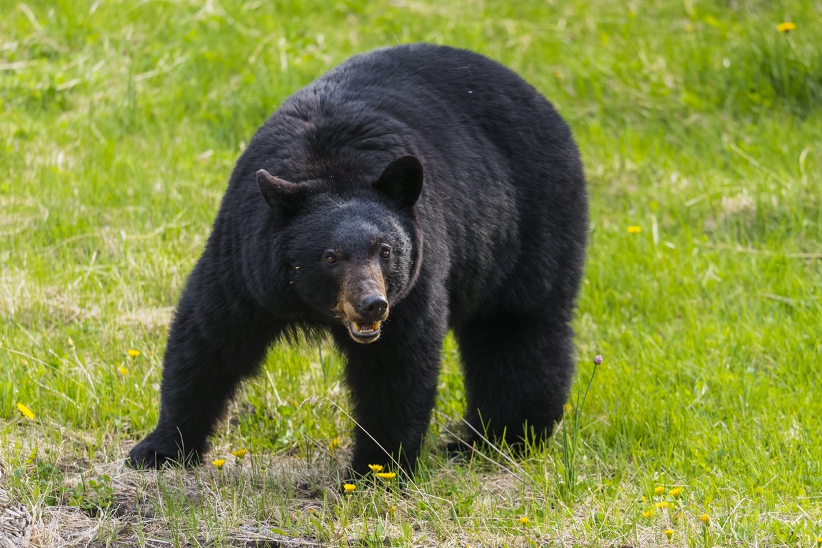 Aggressive black bear