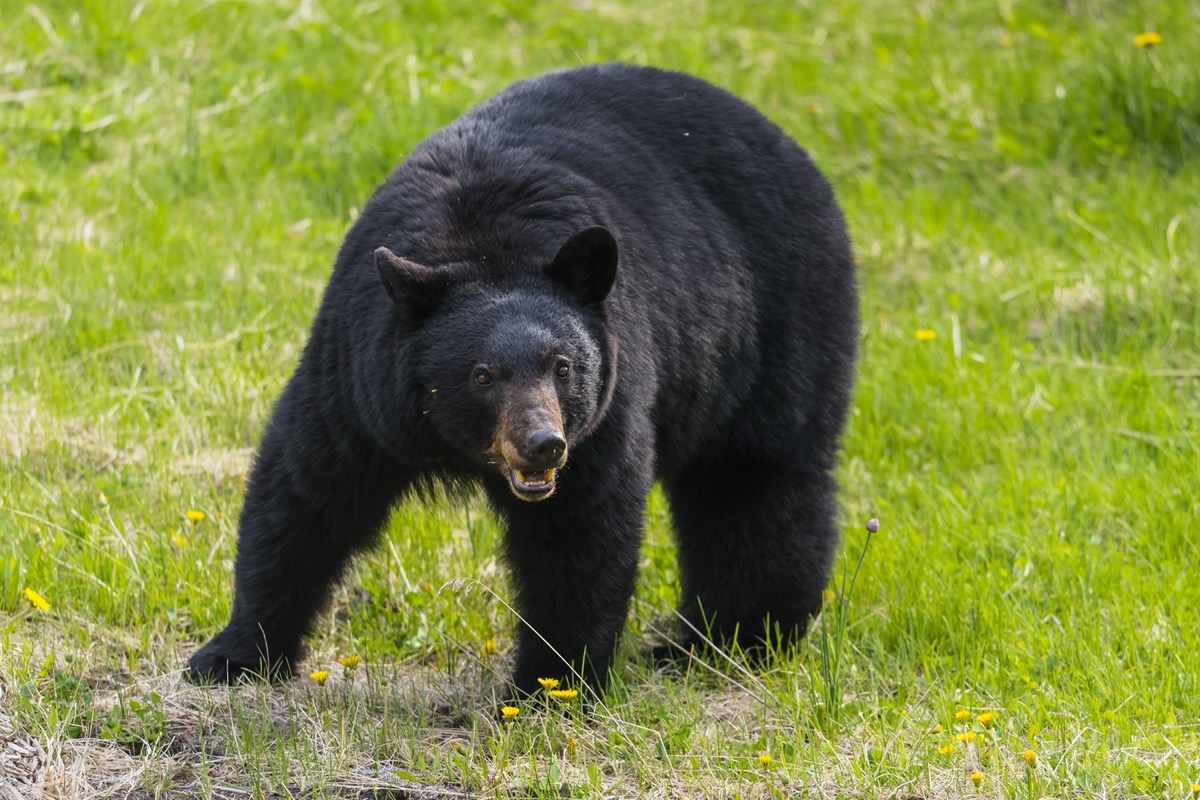 If You Live In These States, Look Out for Black Bears — Best Life