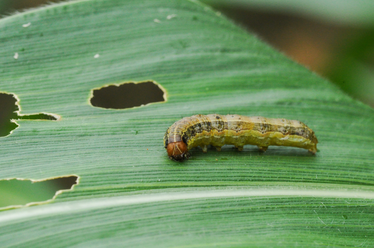 Fall armyworm (Spodoptera frugiperda) on leave