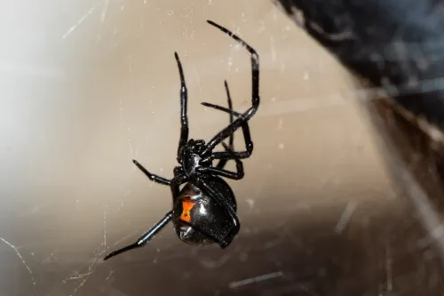 A black widow spider tends her tangled web
