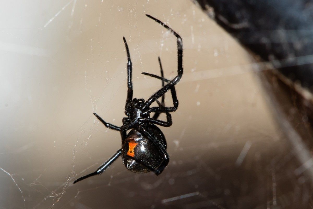 the-no-1-sign-you-have-black-widows-in-your-home-experts-warn