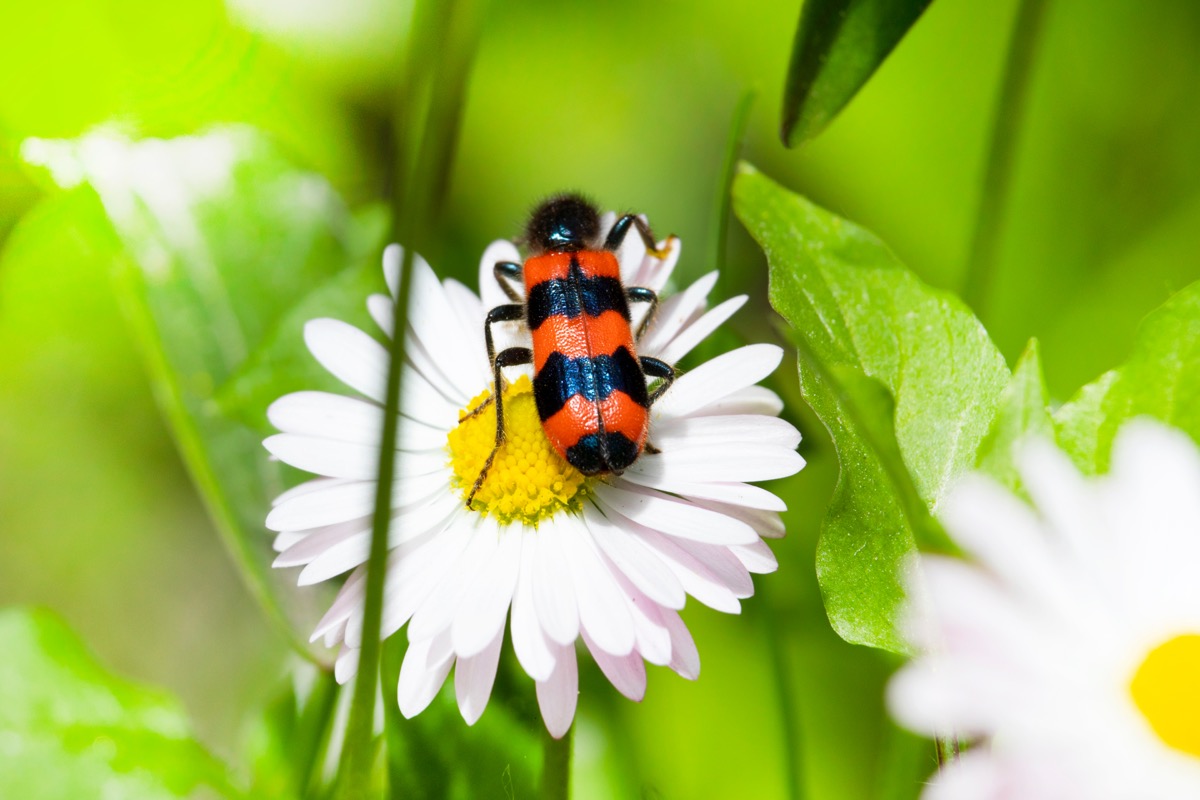 red and black striped blister beetle on daisy