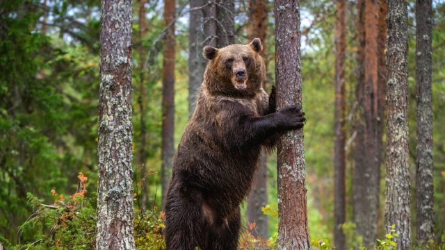 brown bear standing on its hind legs