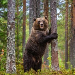 brown bear standing on its hind legs