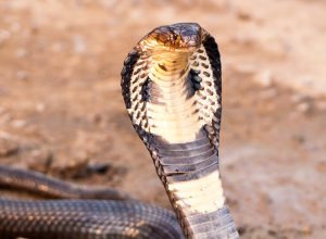 Cobra with hood up in defensive posture