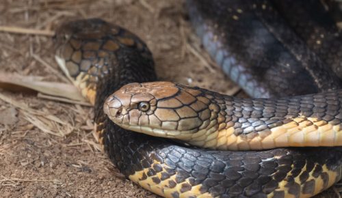 The king cobra (Ophiophagus hannah), also known as the hamadryad, is a species of venomous snake in the family Elapidae, endemic to forests from India through Southeast Asia.