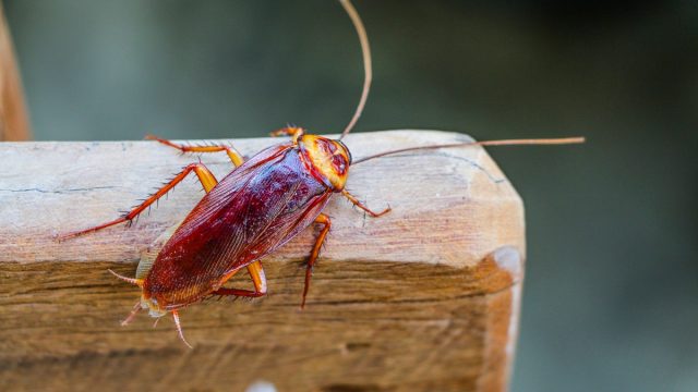 cockroach on piece of wood outdoors