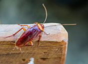 cockroach on piece of wood outdoors