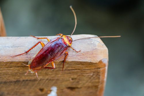how to get rid of cockroaches - cockroach on piece of wood outdoors