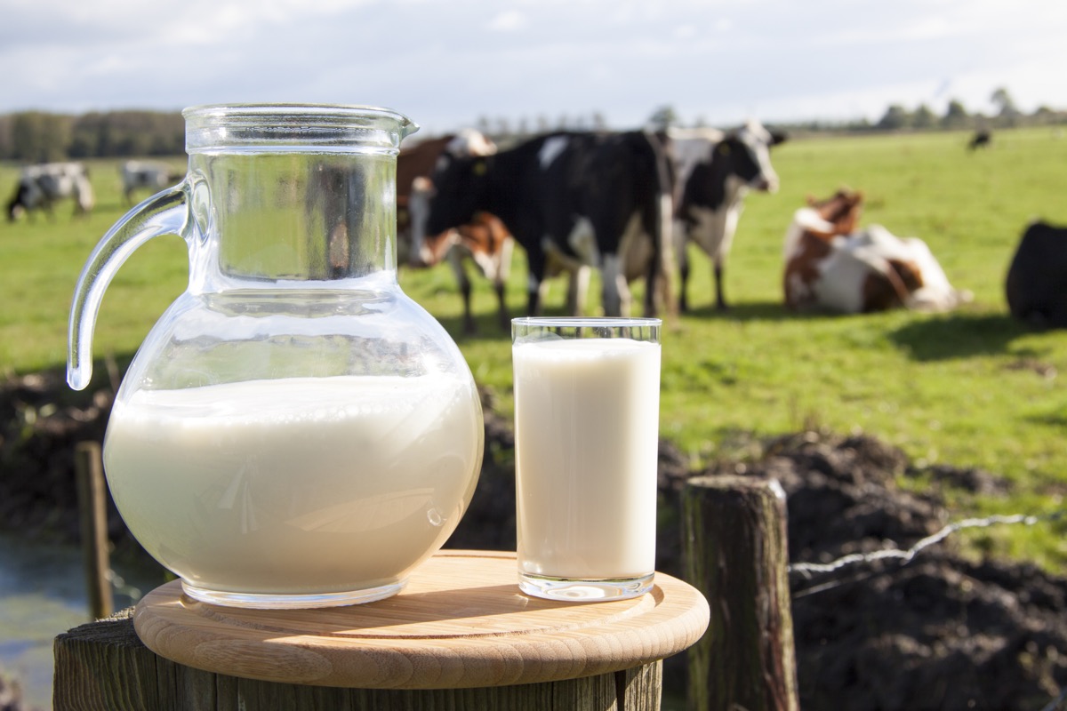 glass and pitcher of milk in foreground in front of cows on farm