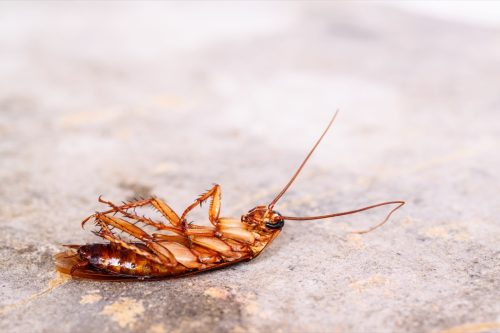 how to get rid of cockroaches - dead roach on concrete floor