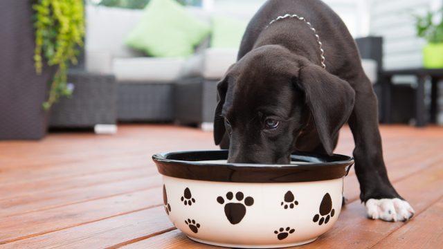 Black great Dane puppy eating